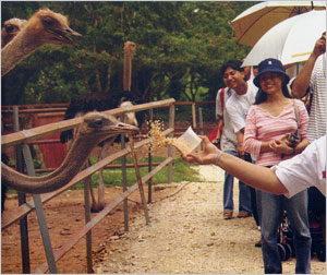 Ostrich Farm