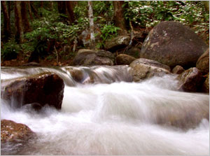 Ulu Bendul Recreational Forest